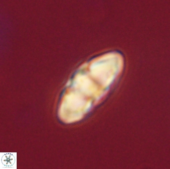 Mulleria tuzuniorum 62983