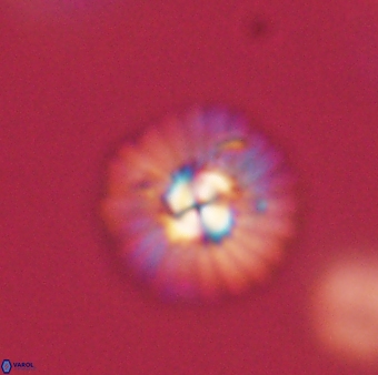 Mulleria tuzuniorum 62994