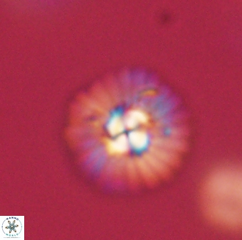 Mulleria tuzuniorum 62994