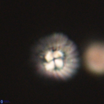 Mulleria tuzuniorum 62995