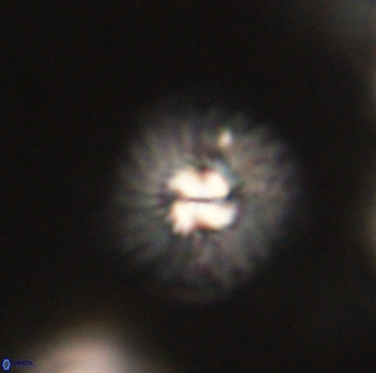 Mulleria tuzuniorum 62996