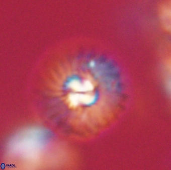 Mulleria tuzuniorum 62997