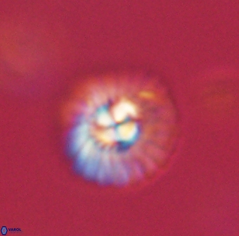 Mulleria tuzuniorum 62990