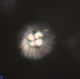 Mulleria tuzuniorum 62991