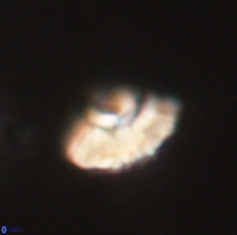 Mulleria tuzuniorum 62992