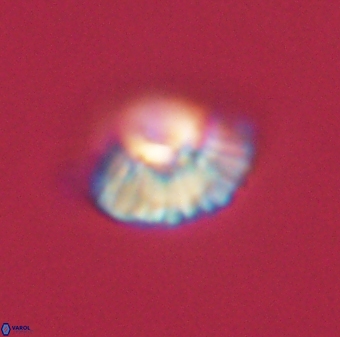 Mulleria tuzuniorum 62993