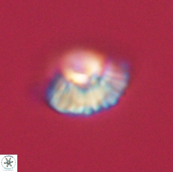Mulleria tuzuniorum 62993