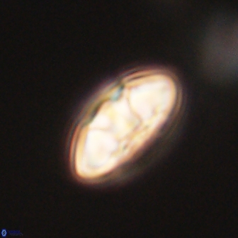 Mulleria tuzuniorum 63005