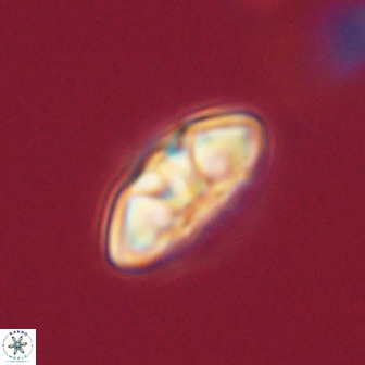 Mulleria tuzuniorum 63008