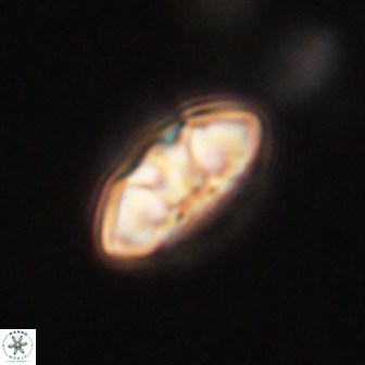 Mulleria tuzuniorum 63009