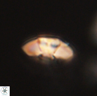 Mulleria tuzuniorum 63000
