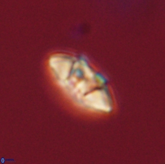 Mulleria tuzuniorum 63104