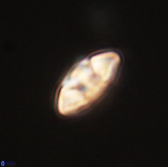 Mulleria tuzuniorum 63109