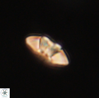 Mulleria tuzuniorum 63102