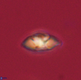 Mulleria tuzuniorum 63115