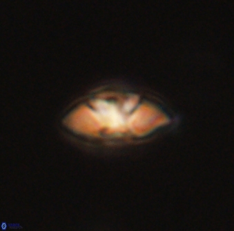 Mulleria tuzuniorum 63116