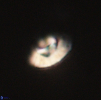 Mulleria tuzuniorum 63117