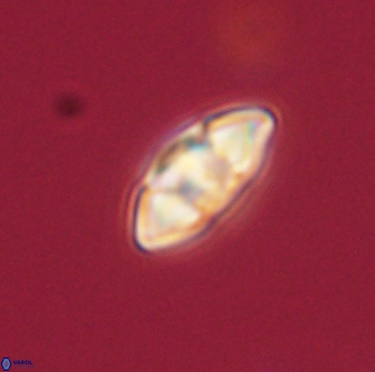 Mulleria tuzuniorum 63111