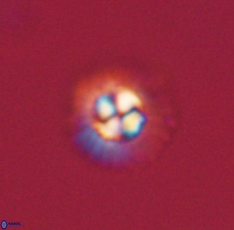 Mulleria tuzuniorum 63124