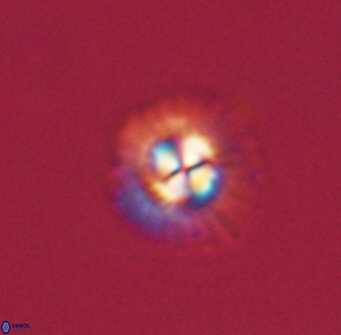 Mulleria tuzuniorum 63127