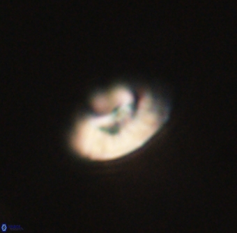 Mulleria tuzuniorum 63120