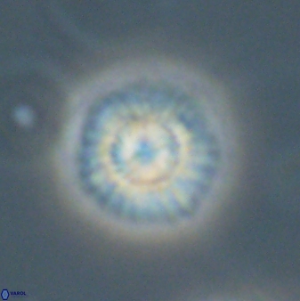 Mulleria tuzuniorum 63134