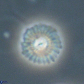 Mulleria tuzuniorum 63135