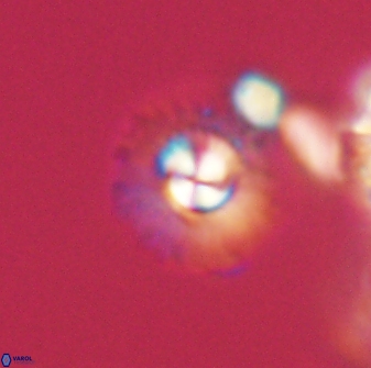 Mulleria tuzuniorum 63136