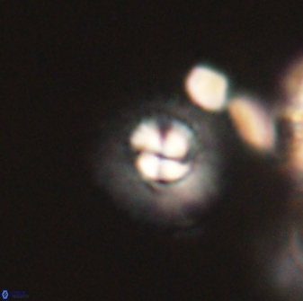 Mulleria tuzuniorum 63138