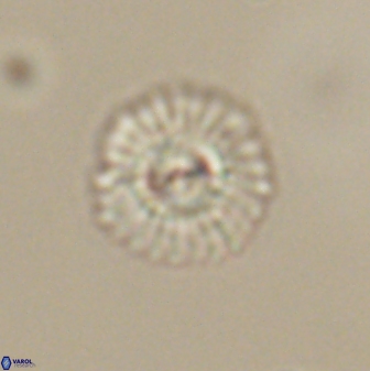 Mulleria tuzuniorum 63130