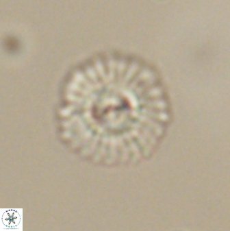 Mulleria tuzuniorum 63130
