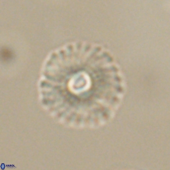 Mulleria tuzuniorum 63132