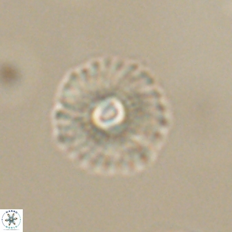 Mulleria tuzuniorum 63132