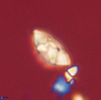 Mulleria tuzuniorum 63145