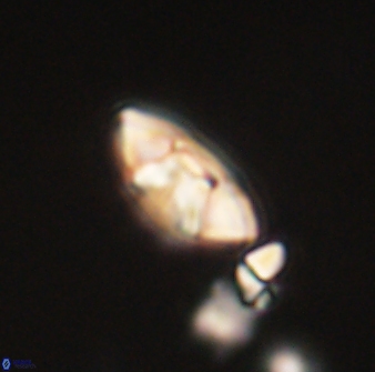 Mulleria tuzuniorum 63146