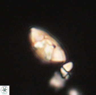 Mulleria tuzuniorum 63146