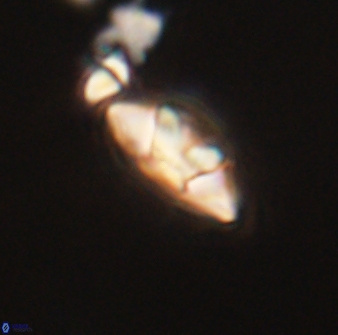 Mulleria tuzuniorum 63147