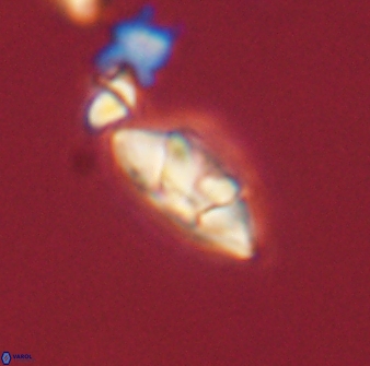 Mulleria tuzuniorum 63148