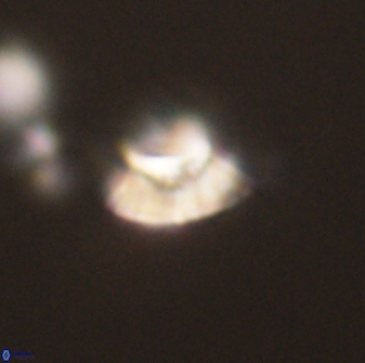 Mulleria tuzuniorum 63140