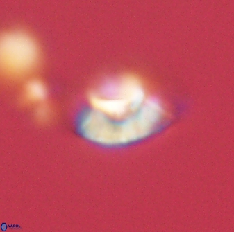 Mulleria tuzuniorum 63141