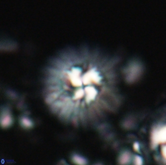 Mulleria bramlettei 21308