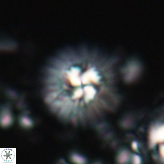 Mulleria bramlettei 21308