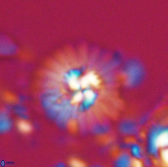 Mulleria bramlettei 21309