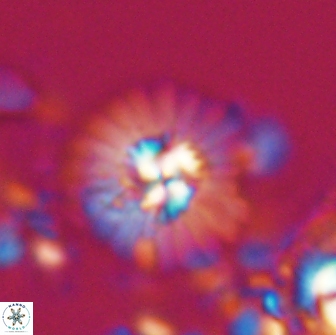 Mulleria bramlettei 21309