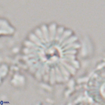 Mulleria bramlettei 21310