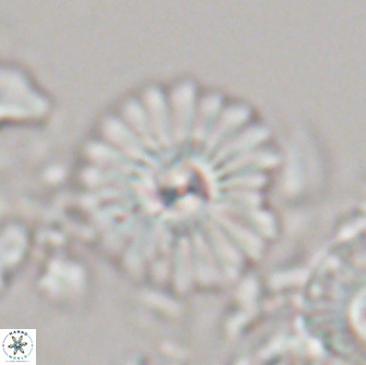 Mulleria bramlettei 21310
