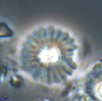 Mulleria bramlettei 21311