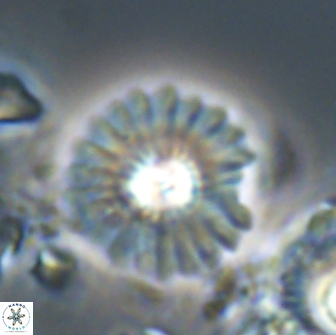 Mulleria bramlettei 21311