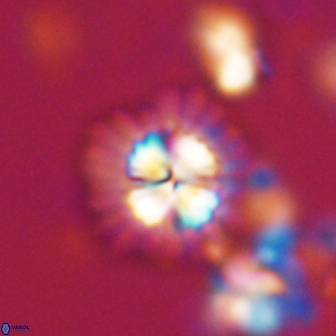 Mulleria bramlettei 21355