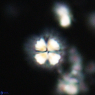 Mulleria bramlettei 21356